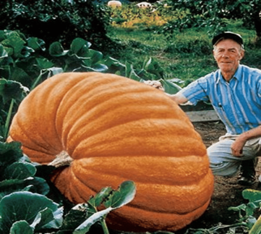 PUMPKIN TITAN