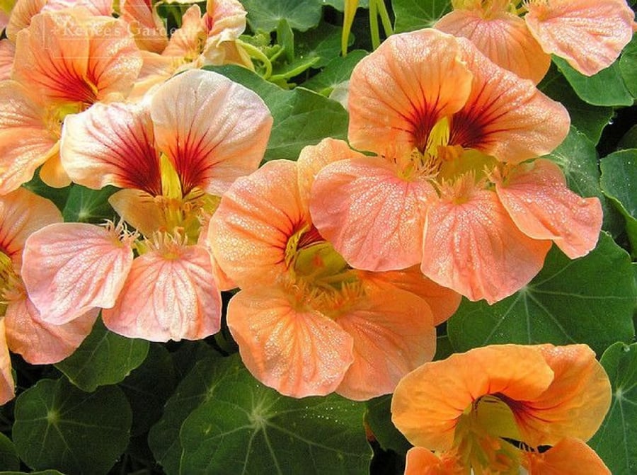 Nasturtium Coral Glitter