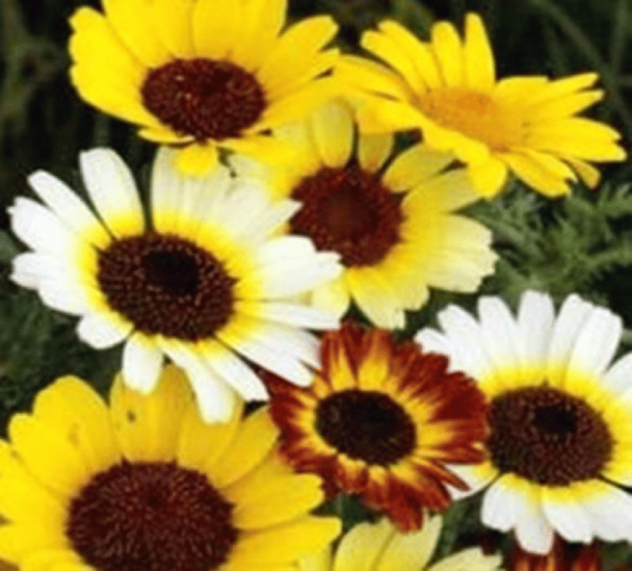 CORN MARIGOLD MIX