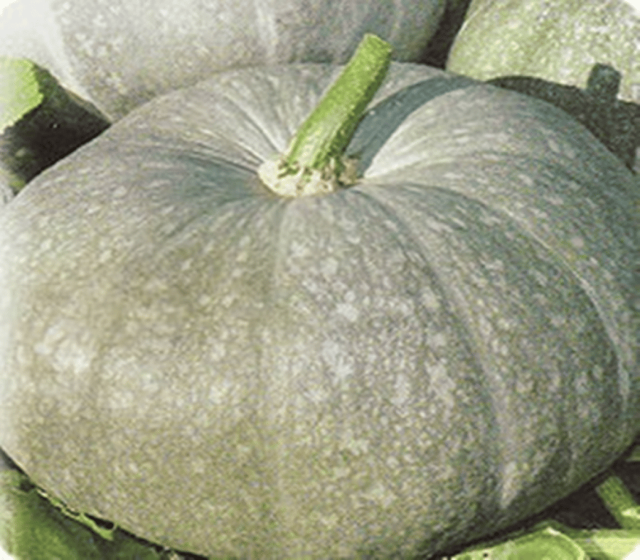 PUMPKIN LECHEBNAYA