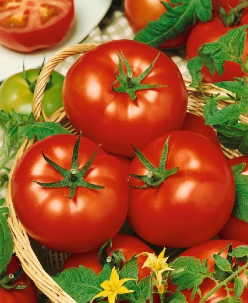 Tomato Pedro F1