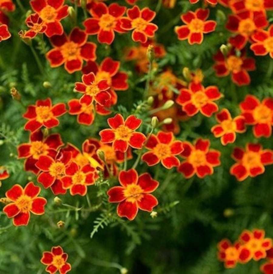 Signet Marigold Paprika