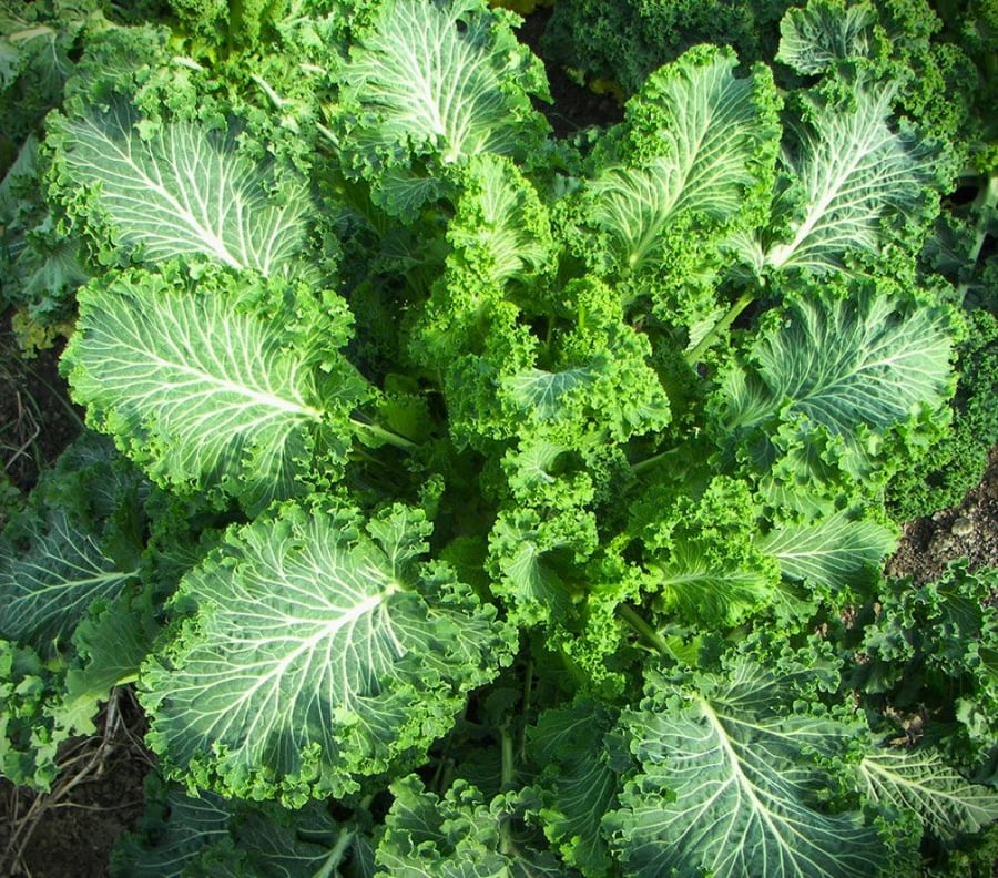 كيل مجعد قزمي - Curly Kale
