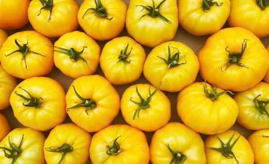 TOMATO GOLDEN QUEEN