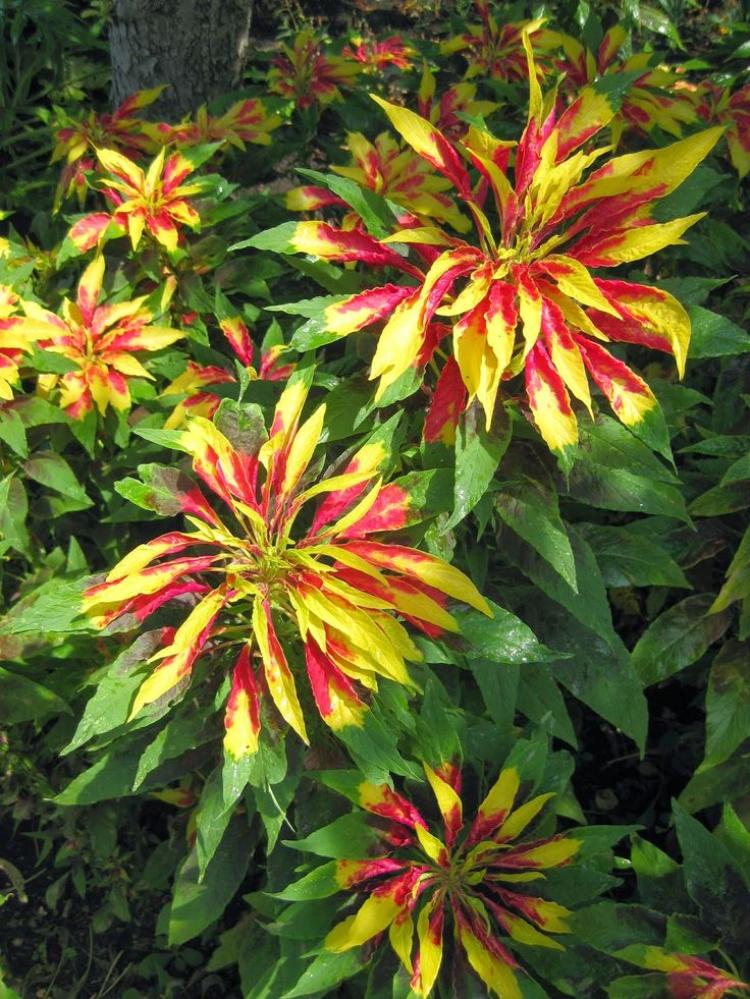 أمارانث بيرفيكتا - Amaranth Perfecta