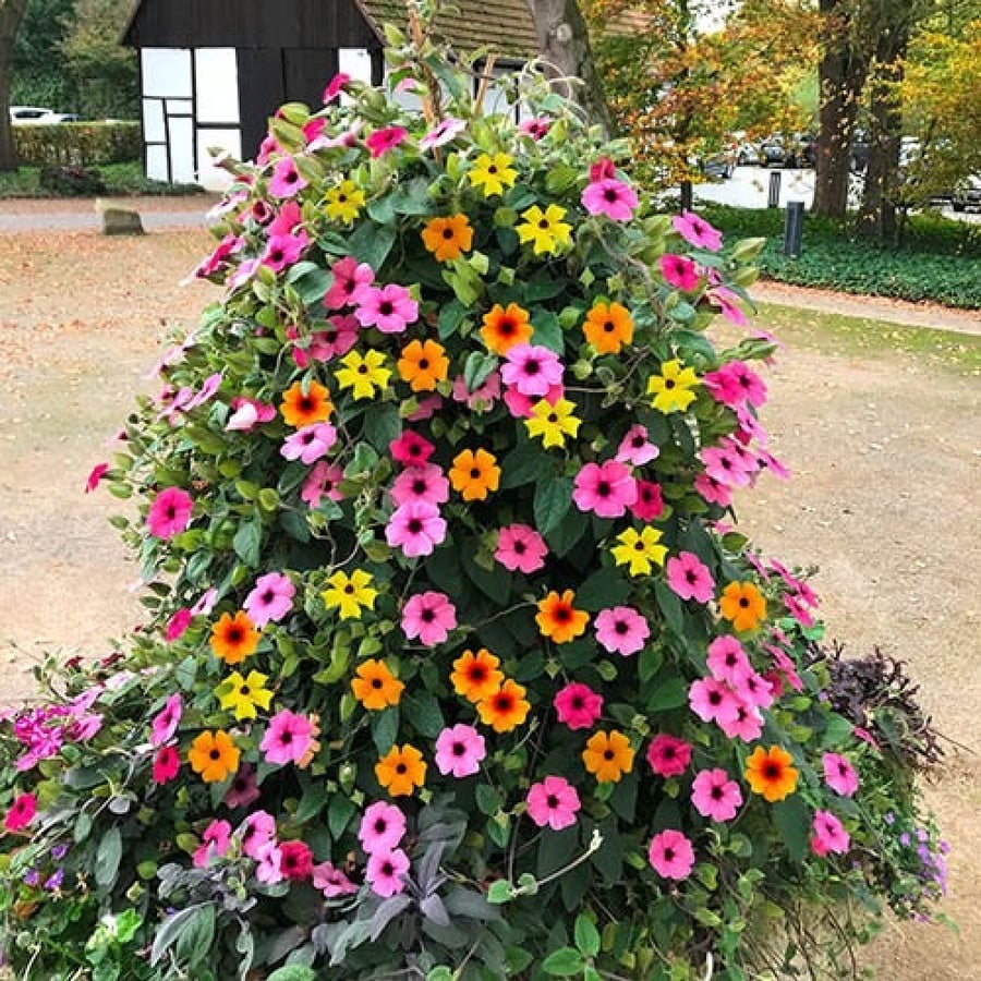 BLACK-EYED SUSAN VINE MIX