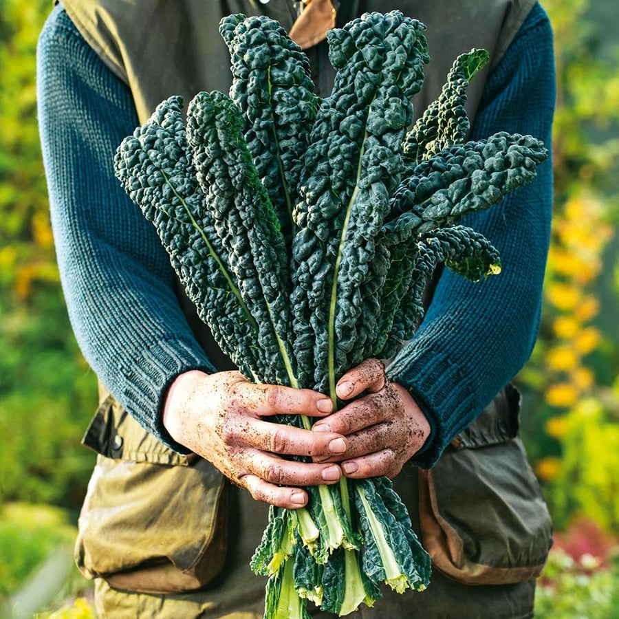 Kale Nero di Toscana
