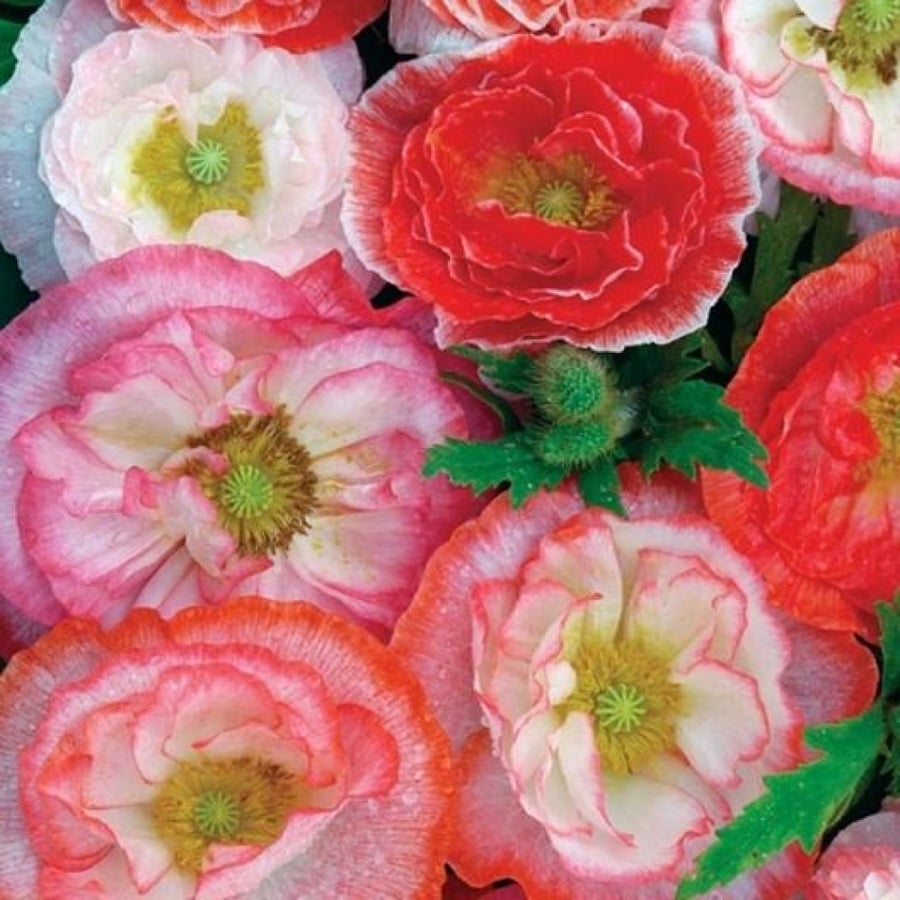 SHIRLEY POPPY DOUBLE MIX