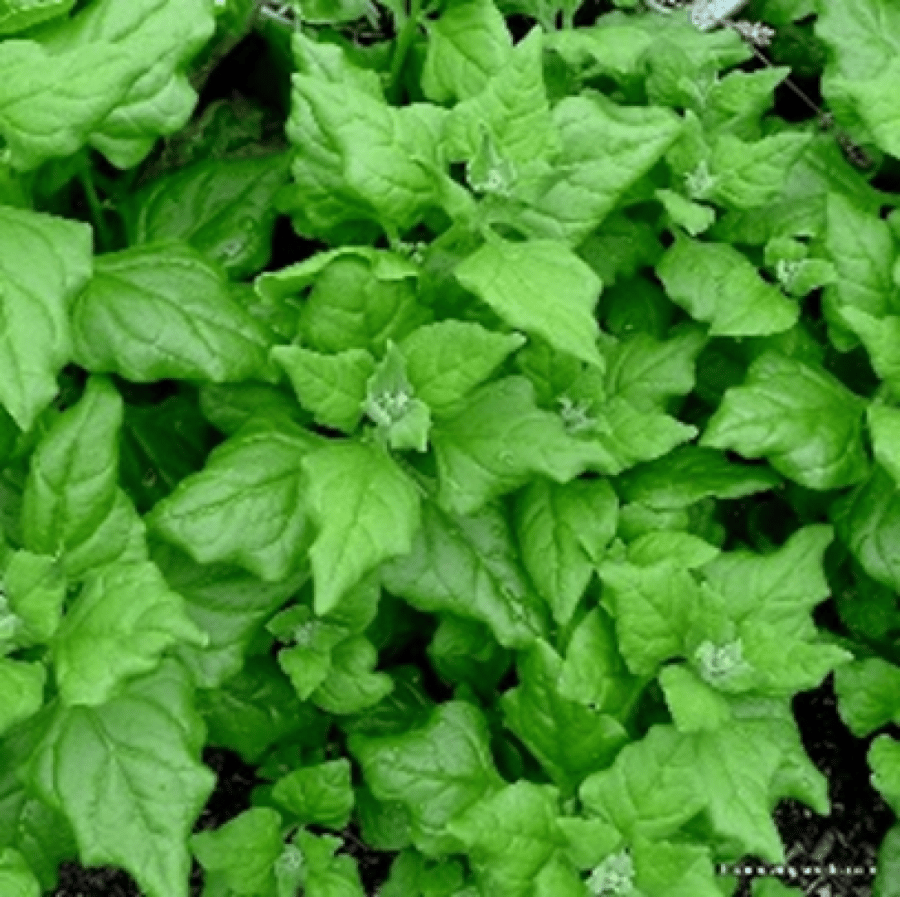 NEW ZEALND SPINACH