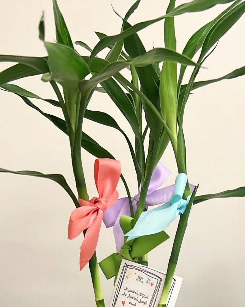 Bamboo plant with water tube to keep it