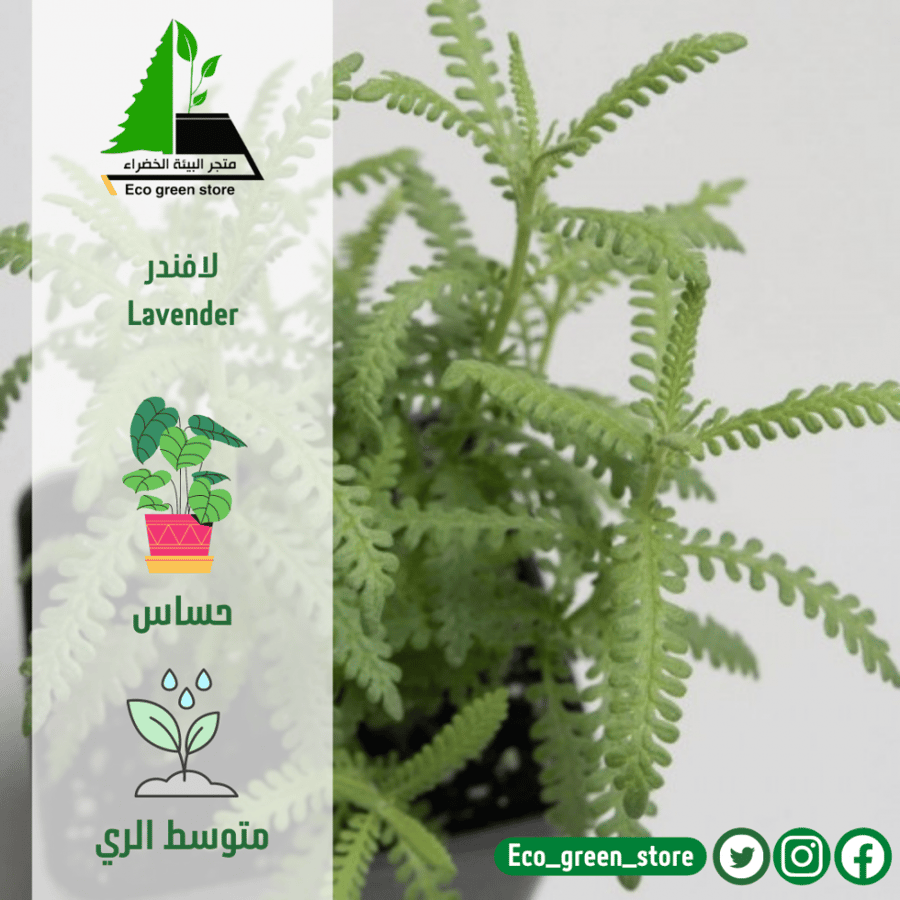 لافندر
