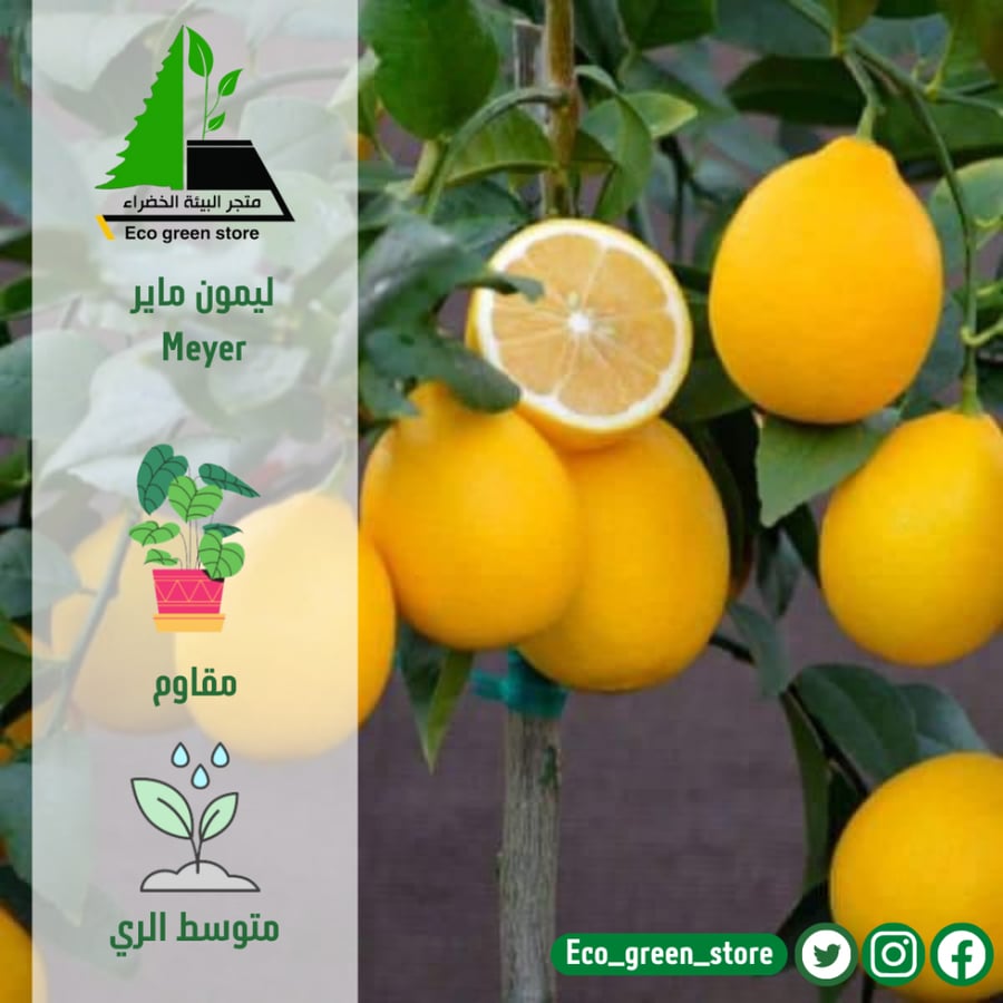 ليمون ماير