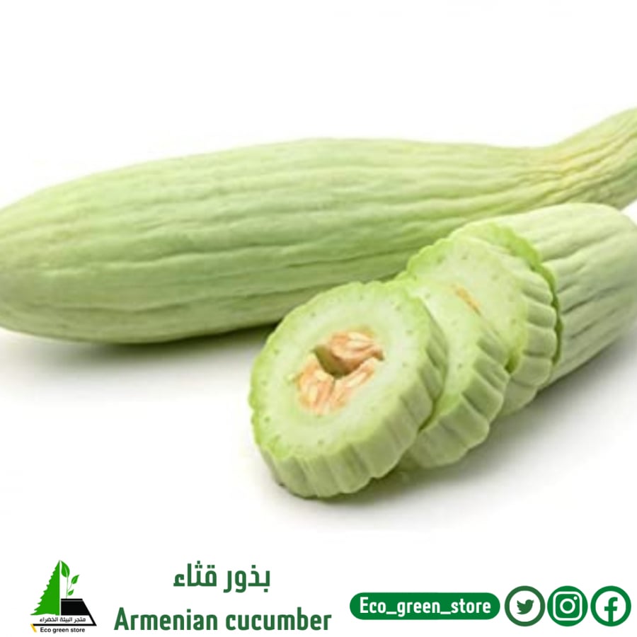 بذور قثاء