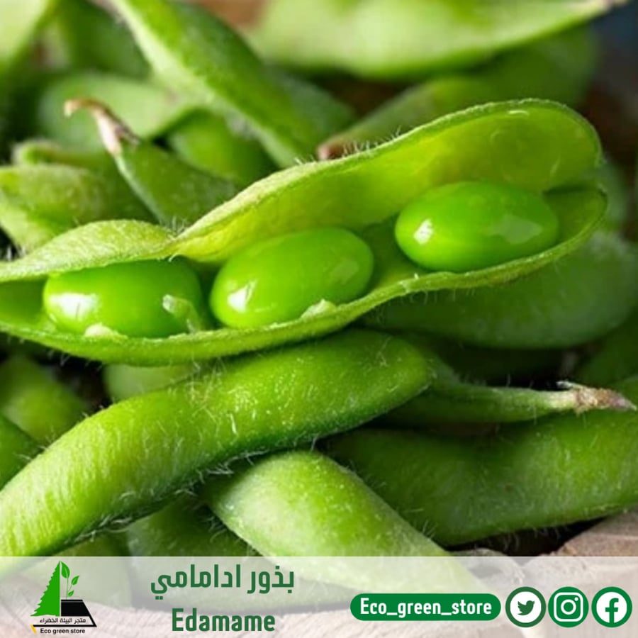 بذور ادامامي