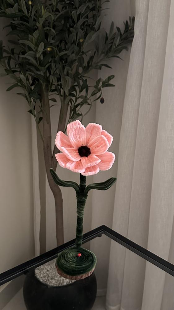 انيمون - Anemone