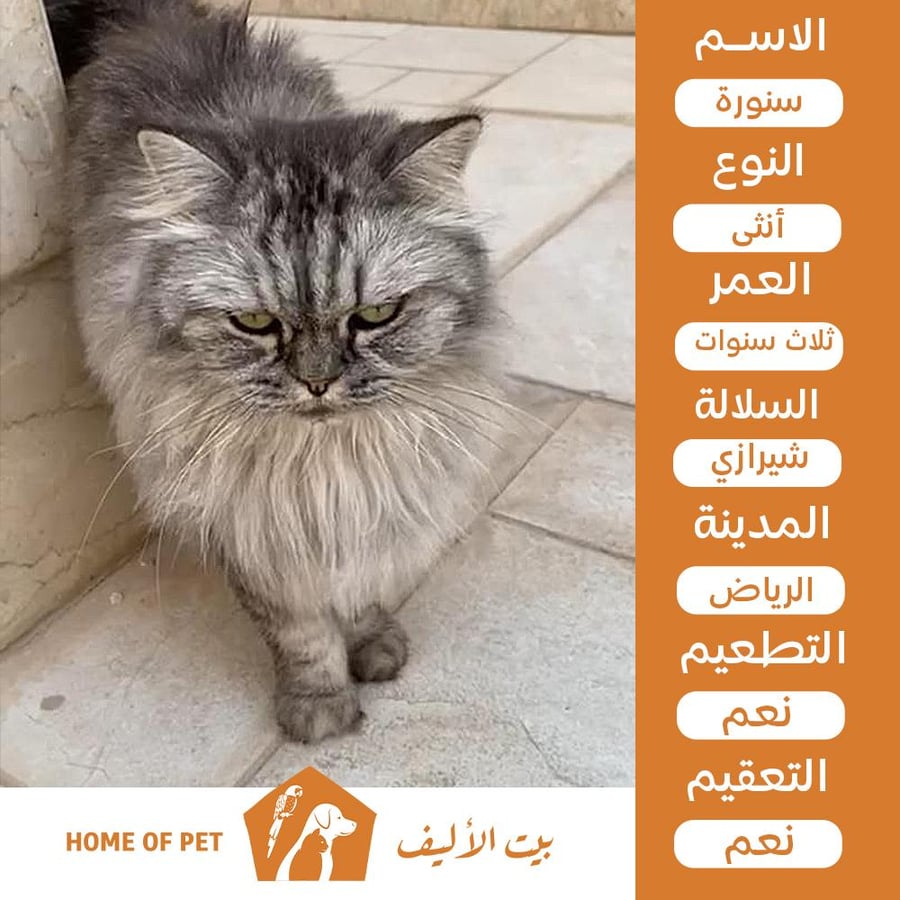 قطة أنثى للتبني في الرياض سنورة