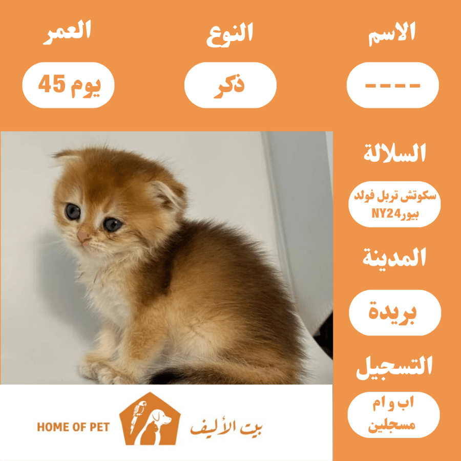 قط ذكر للبيع في بريده