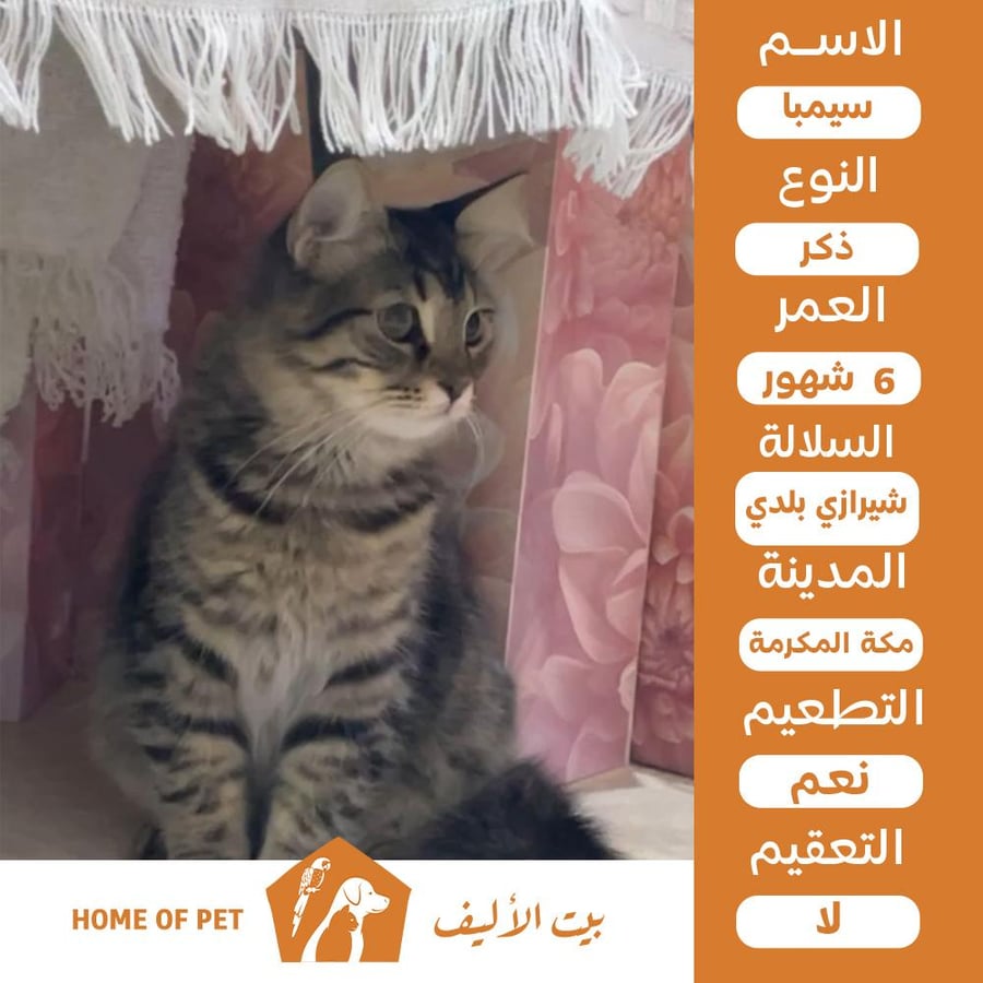 قط ذكر للتنبي في مكة سيمبا