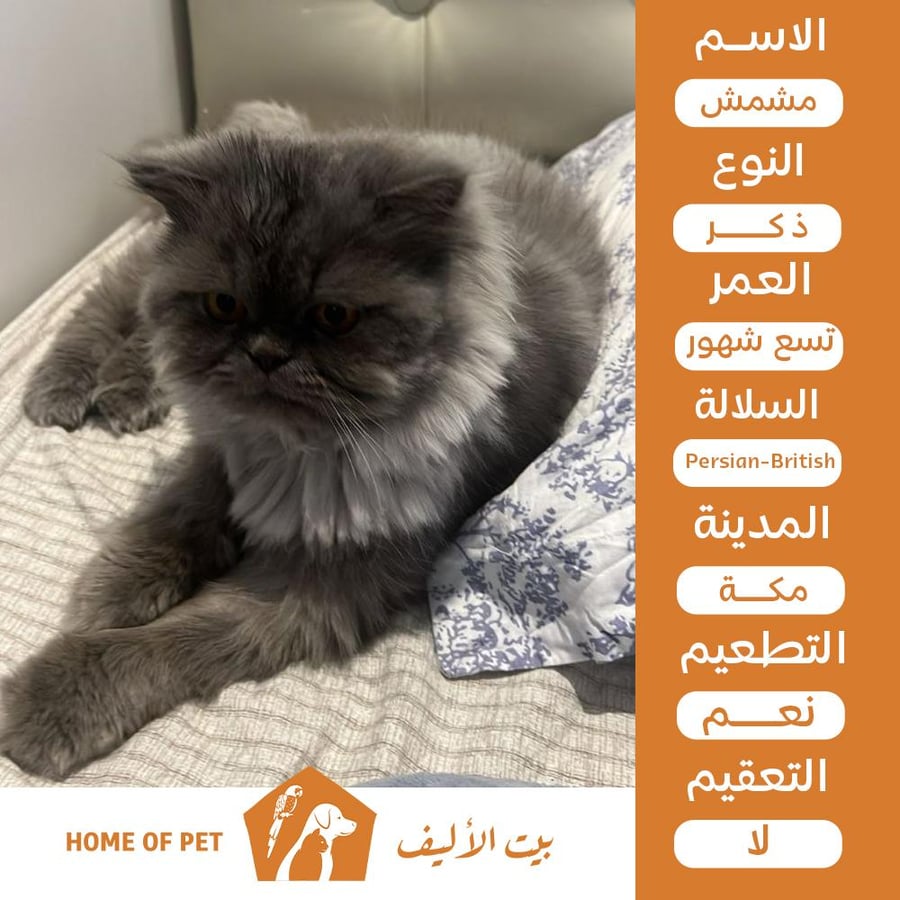 قط ذكر للتبني في مكة مشمش
