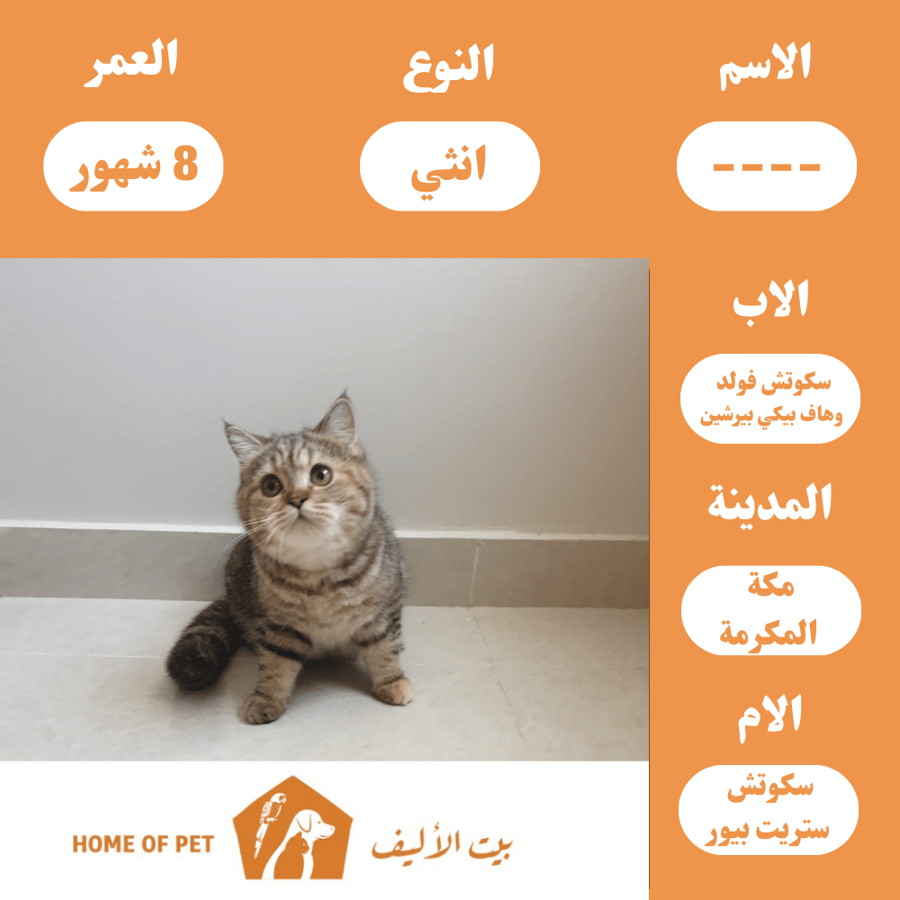 قطة أنثى هجين (سكوتش & بيرشين) للبيع