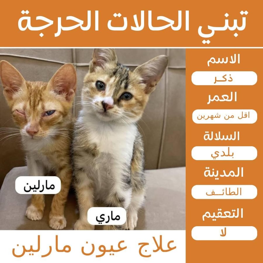 قطتين إناث للتبني في الطائف ماري ومارلين