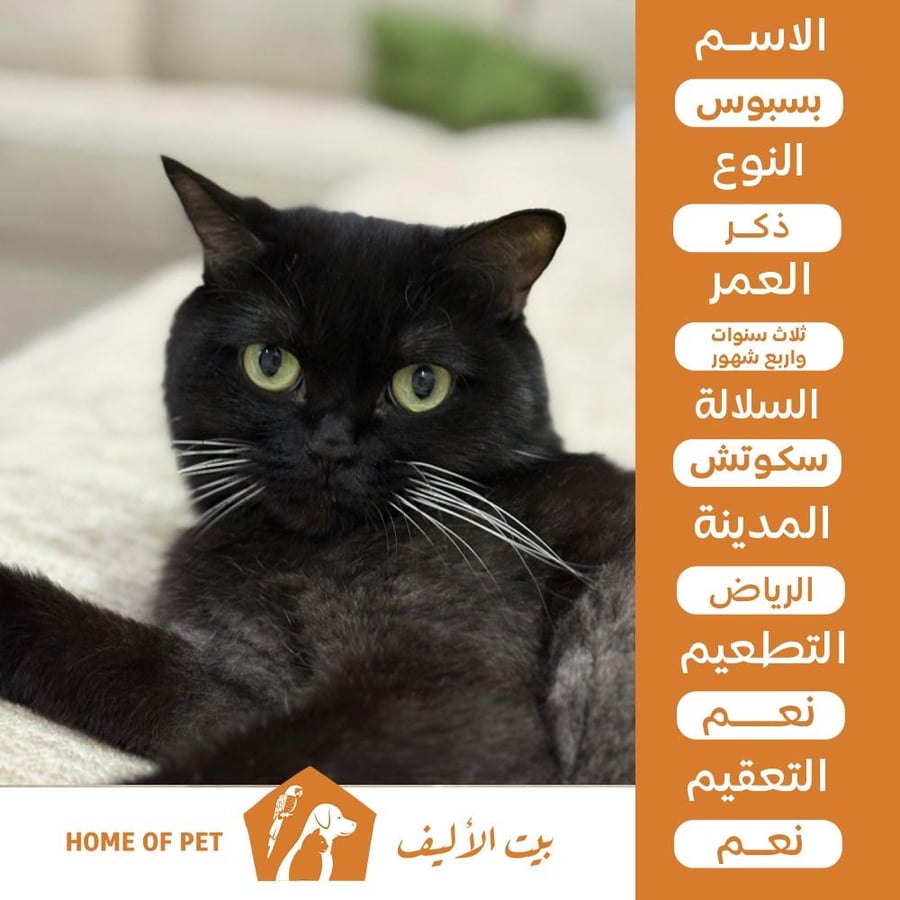 قط للتبني بالرياض بسبوس