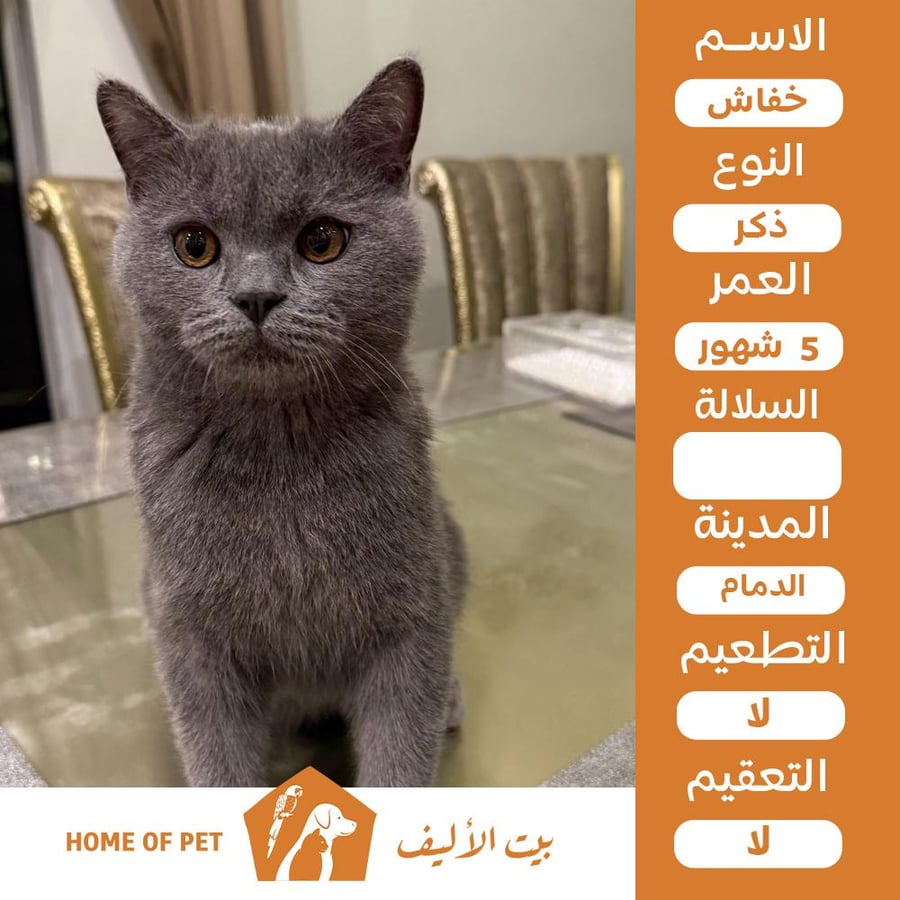 قط ذكر للتنبي في الدمام خفاش