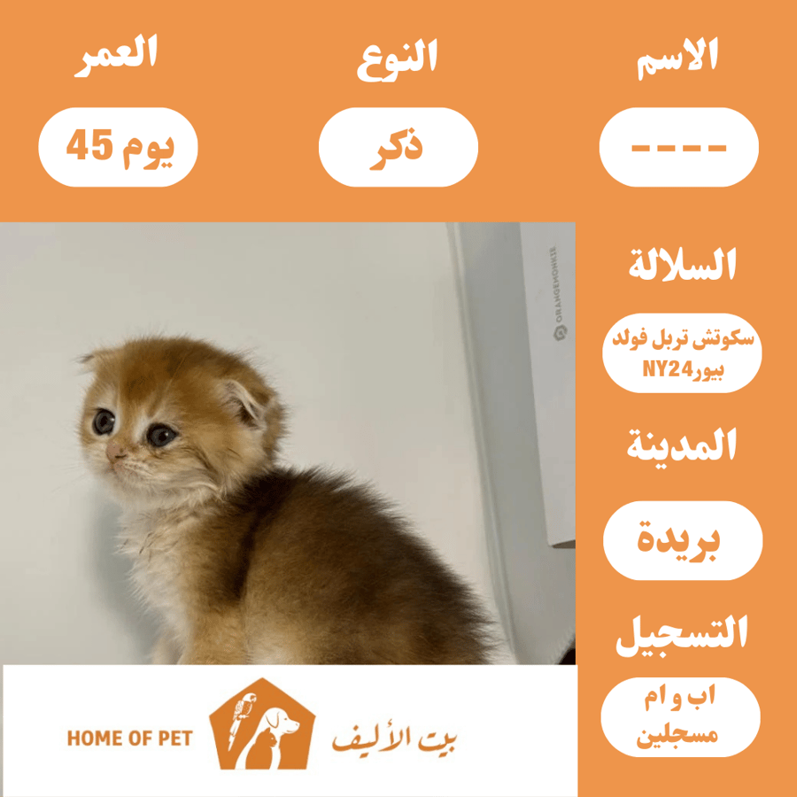 قط ذكر للبيع في بريده