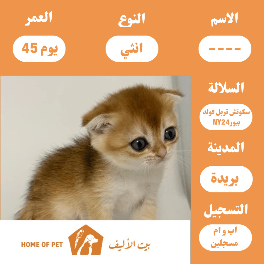 قط انثى للبيع في بريده
