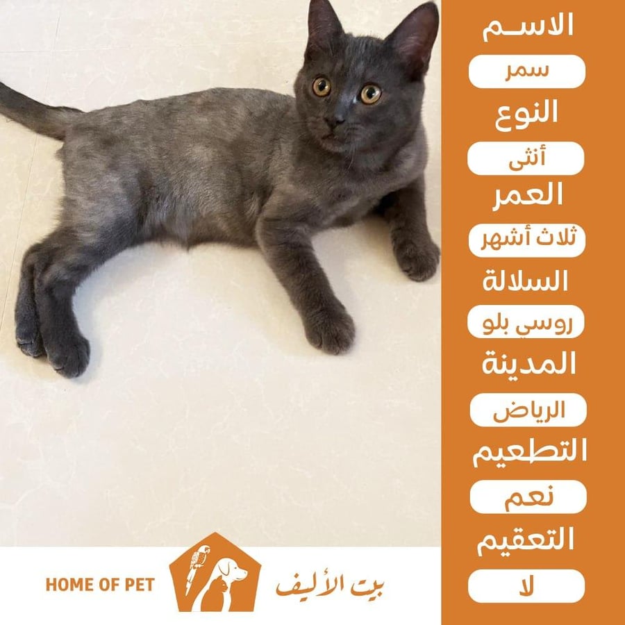 قطة أنثى للتبني في الرياض سمر