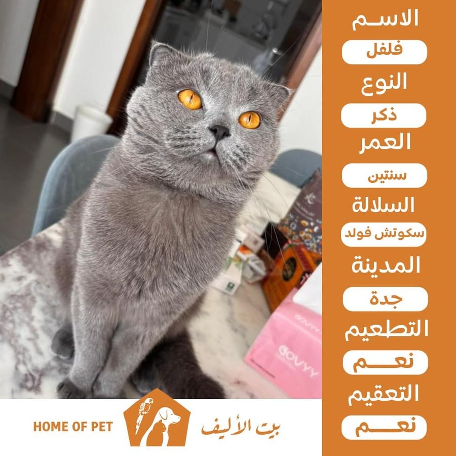 قط ذكر للتبني في جده فلفل