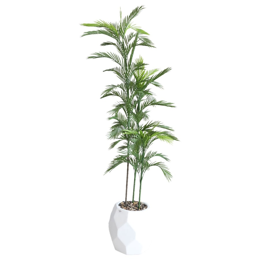 شجرة  بمركن ابيض ارتفاع  220 سم