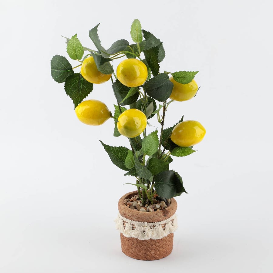 Lemon tree with clay pot height 34 cm