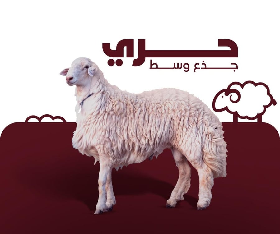 حري جذع وسط من 15-16 كيلو