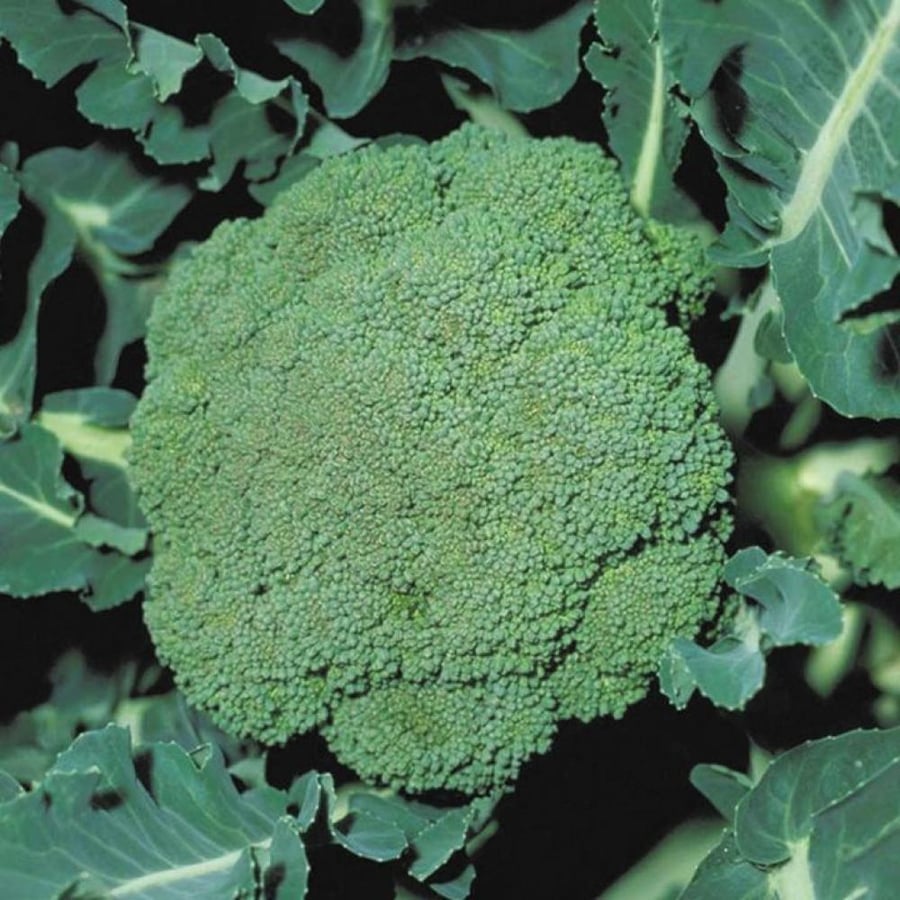 Small amount of non-hybrid broccoli