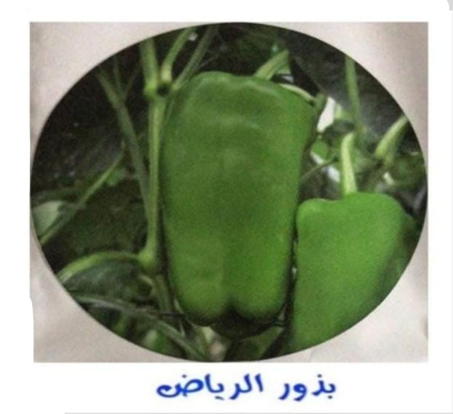 فلفل رومي أخضر 15 بذره F1