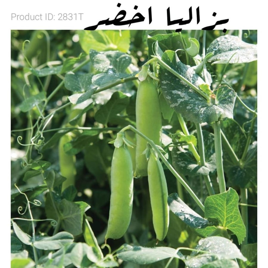 بزاليا أخضر 25 بذره F1