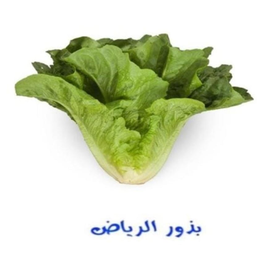 خس النادر كميه قليله F1