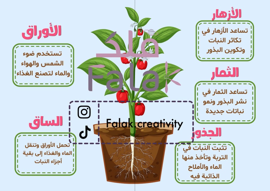 مطوية علوم (النباتات وأجزاؤها)