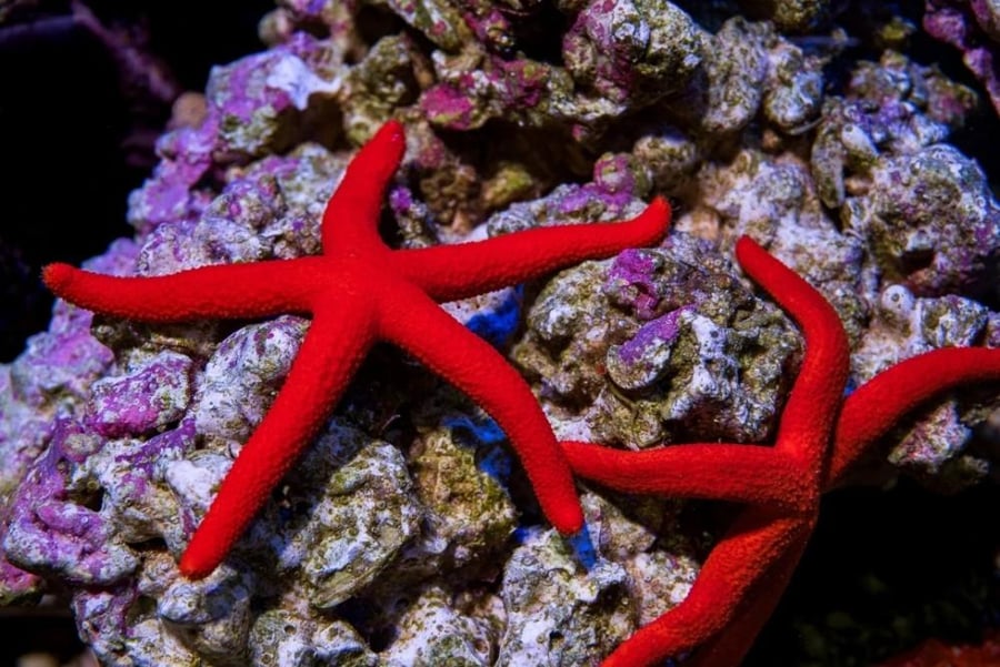 نجم البحر الأحمر (Red Fromia Starfish / Red Sea Star)