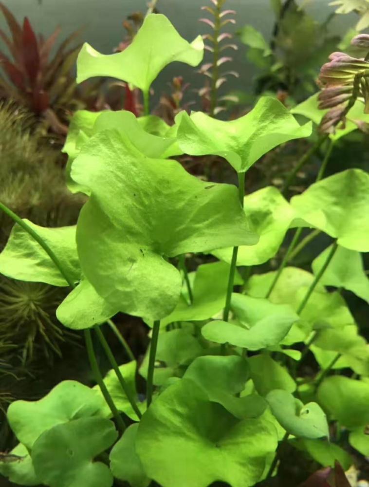 🌿لوتس أخضر – Taiwan Lotus 🌿