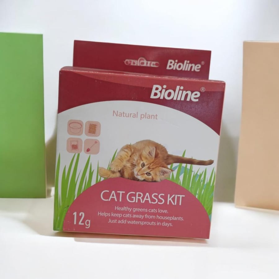 Wild mint seeds for cats with soil