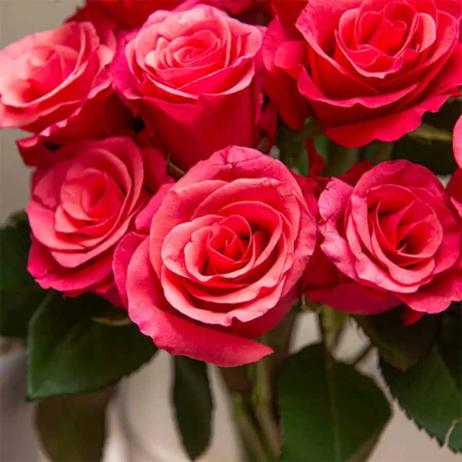 جوري ، فوشي ، 10 أغصان