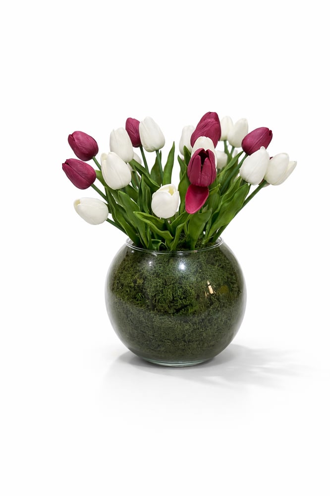توليب لاف (Tulip Lov)