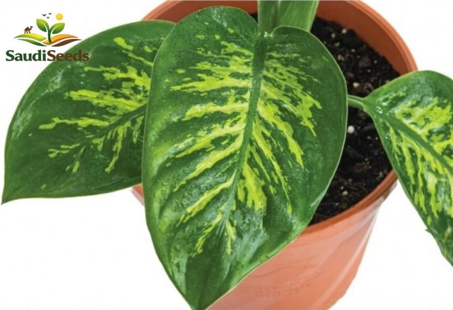 ديفنباخيا صغير Dieffenbachia Plant