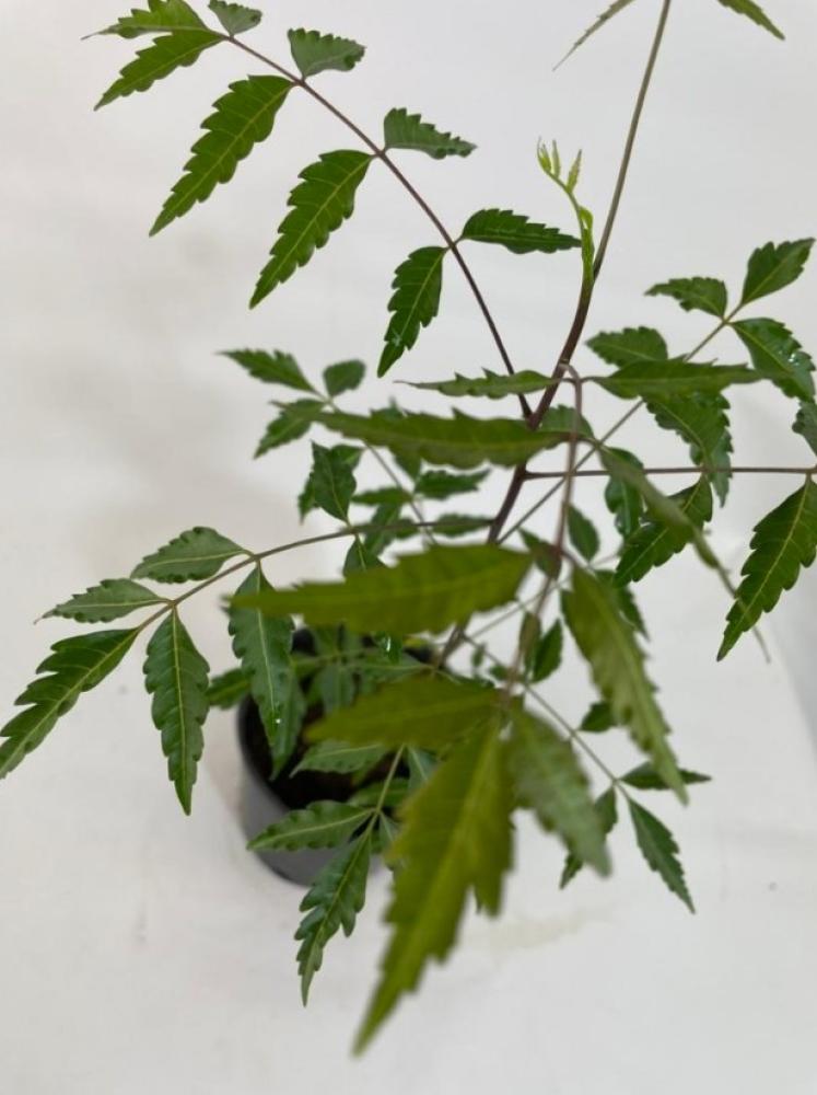 نبتة النيم Neem Tree Azadirachta indica