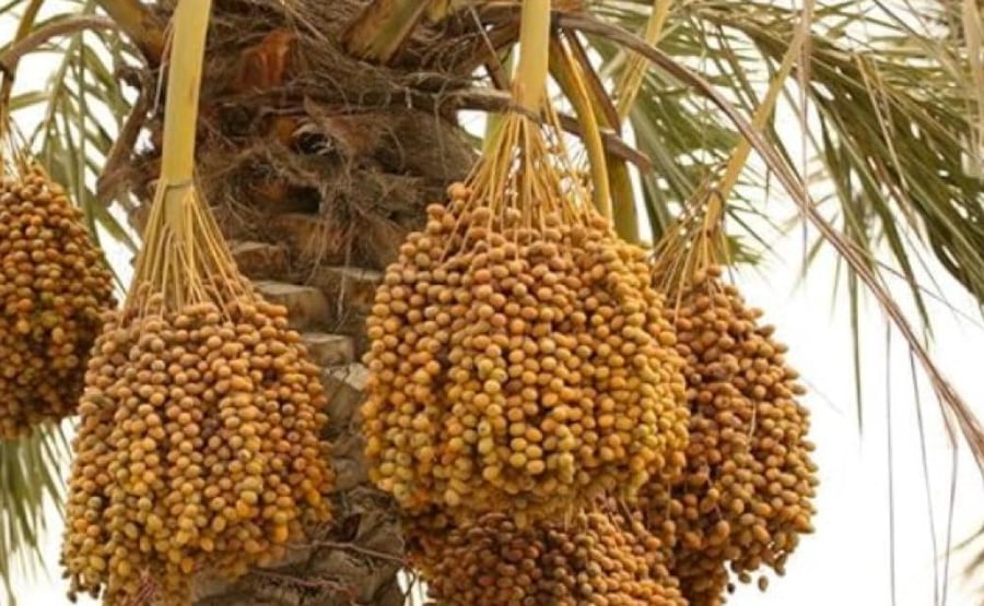 بالم سيكرتس سماد النخيل 12-6-24 عالي البوتاسيوم 25 كيلو