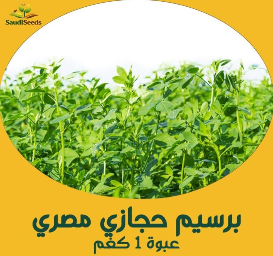 برسيم حجازى مصري أبو غزال 1 كجم  Egyptian Alfalfa Abu Ghazal