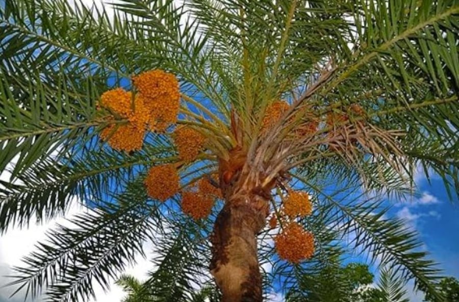 بالم سيكرتس سماد النخيل 12-6-24 عالي البوتاسيوم 25 كيلو