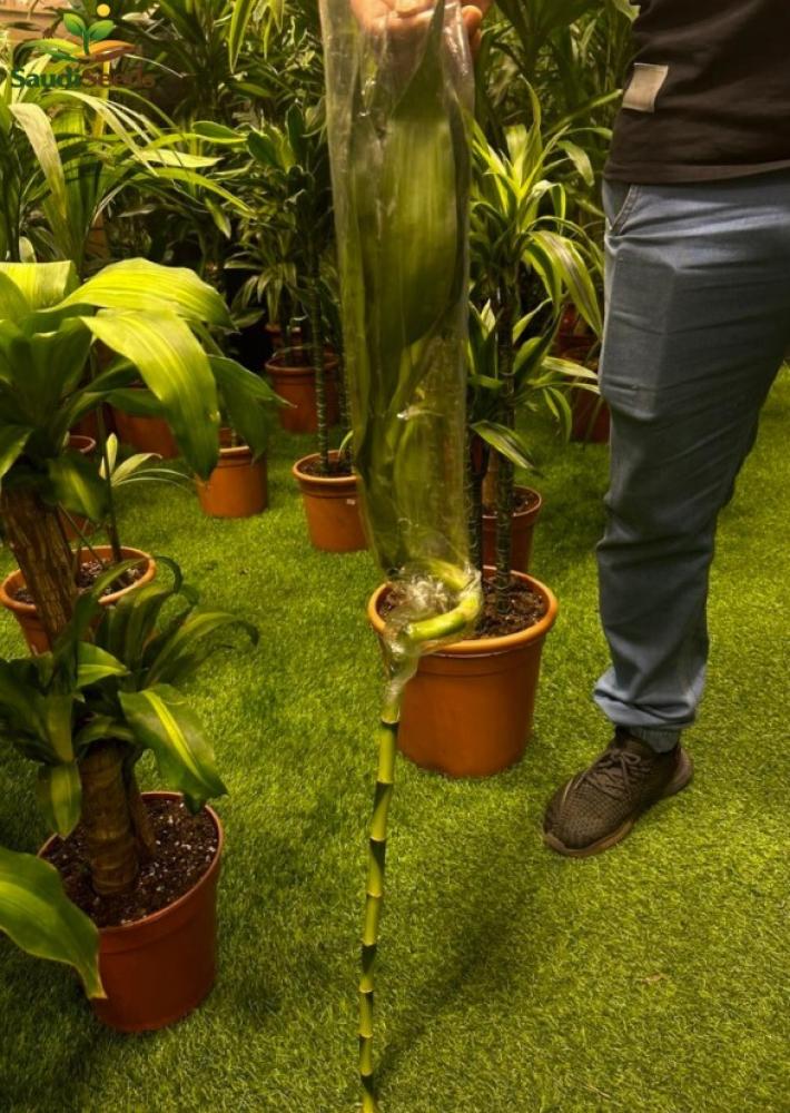 بامبو ماليزي ملولو 50 سم أوراق كبيرة Lucky Bamboo Malaysian